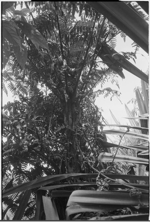 Gardening: kangup (Cyathea cytheaceae), edible tree fern in pandanus grove