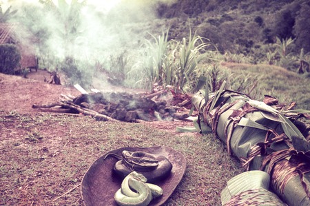 Stones are heated for an earth oven, in which various foods, including snakes (seen in foreground), will be cooked, wrappe...