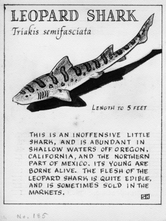 Leopard shark: Triakis semifasciata (illustration from &quot;The Ocean World&quot;)