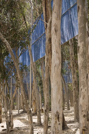 Two Running Violet V Forms: detail showing fencing winding between the trees