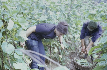 Wusan People&#39;s Commune, vegetable picking (2 of 3)