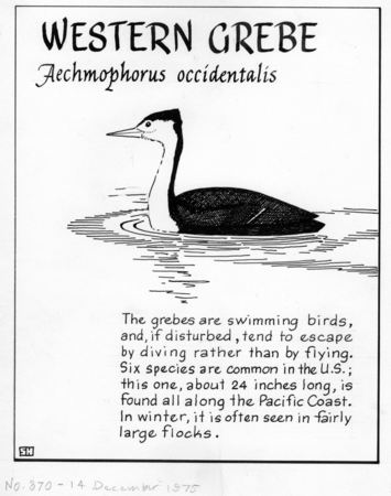 Western grebe: Aechmophorus occidentalis (illustration from &quot;The Ocean World&quot;)