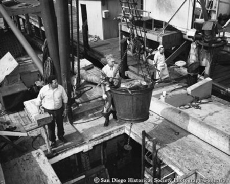 Hoisting bucket of tuna from refrigerated hold of boat docked at San Diego cannery