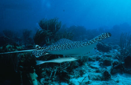 Spotted eagle ray and hitchhiking remora fish