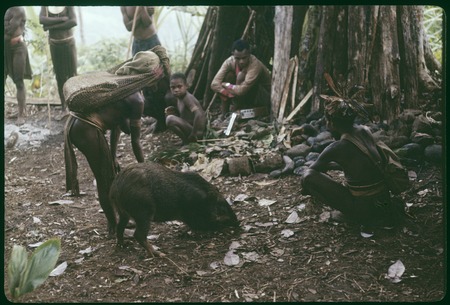 Pig festival, pig sacrifice, Nemengemp: people in ancestral shrine with pig