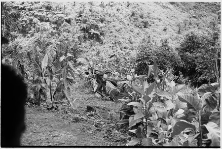 Fainjur: garden with taro plants and person carrying netbag