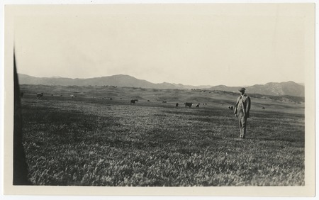 William G. Henshaw in field with cattle at Warner&#39;s Ranch
