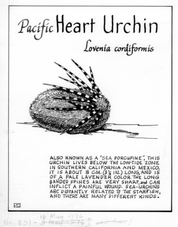 Pacific heart urchin: Lovenia cordiformis (illustration from &quot;The Ocean World&quot;)