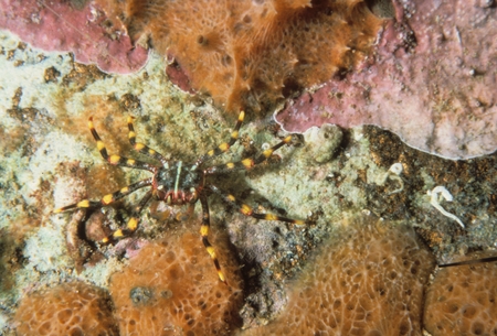 Crab on reef