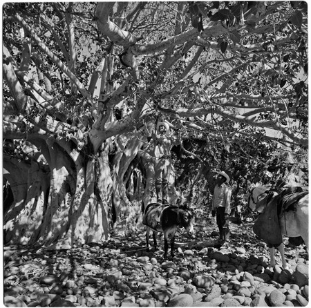 Zalate tree (Ficus palmeri) at Rancho San Luis