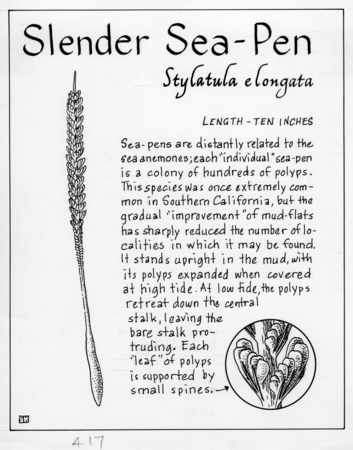Slender sea-pen: Stylatula elongata (illustration from &quot;The Ocean World)