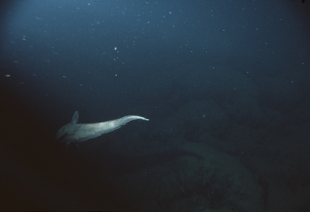 Grenadier fish, looking out from the Alvin submersible, at Galapagos Rift vents. March 1985. Hand Held: 1514