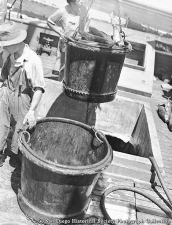 Unloading fish from tuna boat Lusitania at Van Camp Sea Food Company cannery