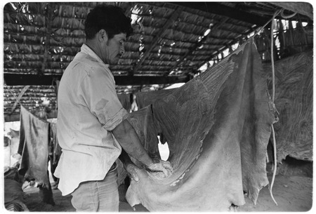 Francisco Arce tanning leather at Rancho San Gregorio