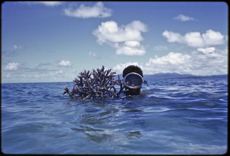 Manus: Kanawi Selan of Pere village dives for coral