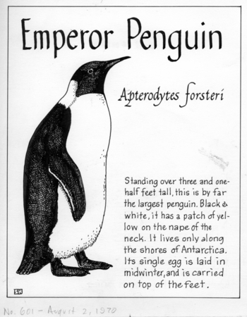 Emperor penguin: Aptenodytes forsteri (illustration from &quot;The Ocean World&quot;)