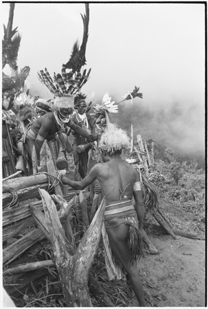 Pig festival, pig sacrifice, Tsembaga: ending the festival, fight magic men dig up cordyline roots buried at gate to dance...