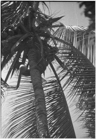 Man climbing a coconut palm tree to harvest nuts