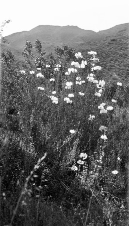 White poppies in the Descanso Valley