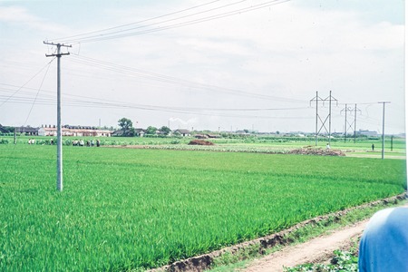 Communal Fields and Power Grid