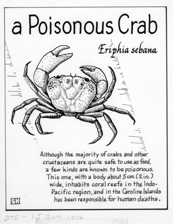 A poisonous crab: Eriphia sebana (illustration from &quot;The Ocean World&quot;)