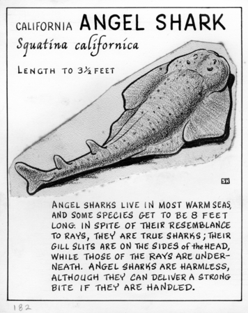 California angel shark: Squatina californica (illustration from &quot;The Ocean World&quot;)