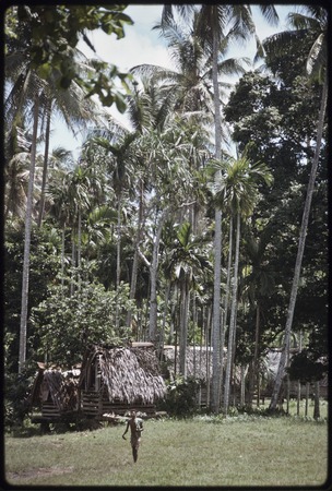 Yam houses next to a line of betel nut (areca) palms