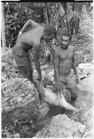 &#39;Ubuni on left and Sale &#39;Oirukua on right, both of Kwailala&#39;e, wash a pig, possibly one they have drowned.