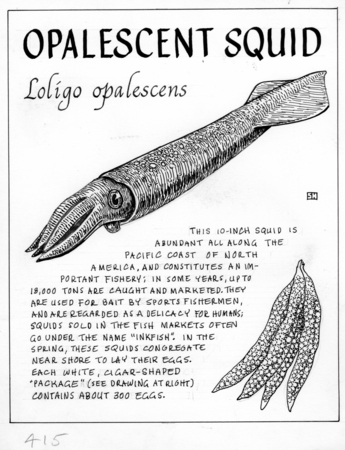 Opalescent squid: Loligo opalescens (illustration from &quot;The Ocean World&quot;)