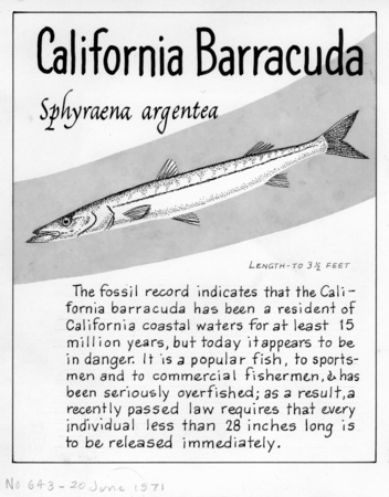 California barracuda: Sphyraena argentea (illustration from &quot;The Ocean World&quot;)