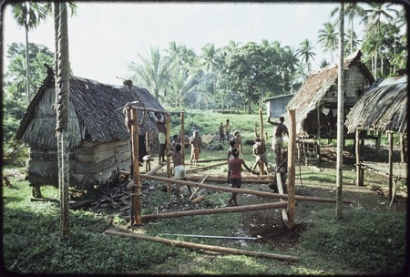 House-building: men lash horizontal poles to notched vertical posts, betel nut (areca) palm (l) taboo with coconut frond t...