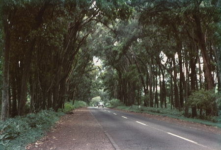 Microbiologist Richard Y. Morita who served on the MidPac Expedition (1950), took this photo of a road in Honolulu, Hawaii...