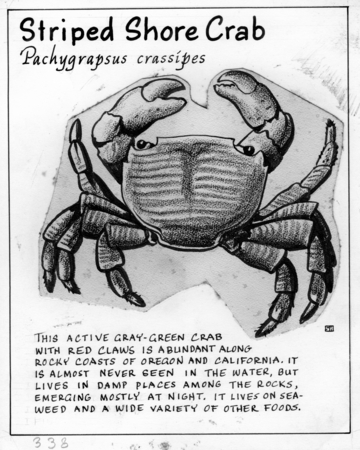Striped shore crab: Pachygrapsus crassipes (illustration from &quot;The Ocean World&quot;)