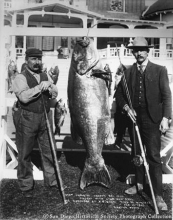 [Giant sea bass], length 5 ft. 10 in., caught with line and reel off Coronado by A.B. Shaw, time 30 minutes, February 12, ...