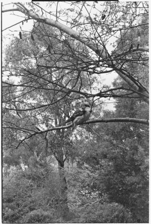 Kookaburra in tree.