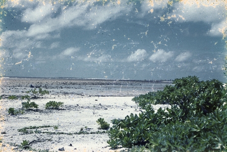 Beach at Bikini, Marshall Islands. Midpac Expedition, 1950
