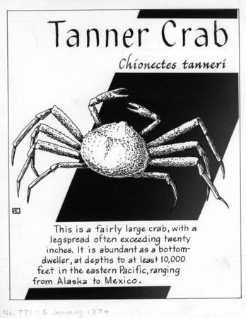 Tanner crab: Chionoecetes tanneri (illustration from &quot;The Ocean World&quot;)