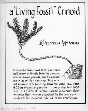 A &quot;living fossil&quot; crinoid: Rhizocrinus lofotensis (illustration from &quot;The Ocean World&quot;)