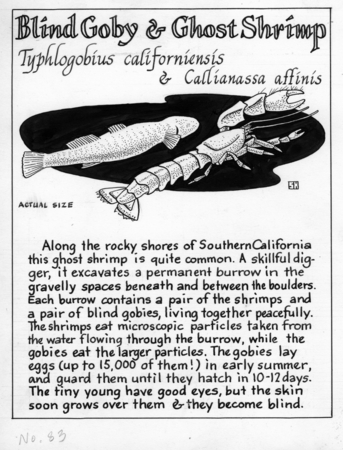 Blind goby and ghost shrimp: Typhlogobius californiensis and Callianassa affinis (illustration from &quot;The Ocean World&quot;)