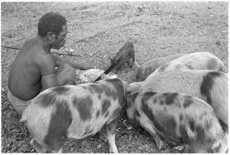 Man feeds chips of sago pith to his pigs.
