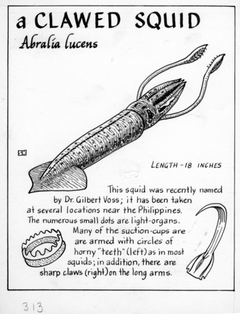 A clawed squid: Abralia lucens (illustration from &quot;The Ocean World&quot;)