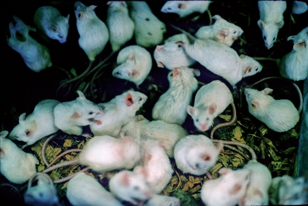 Mice in a lab