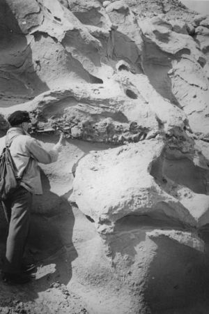[Dr. Richard H. Fleming, back to camera, with rock hammer at cliff]