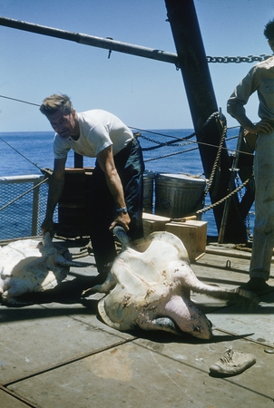 [Man with sea Turtles on deck of R/V Spencer F. Baird]