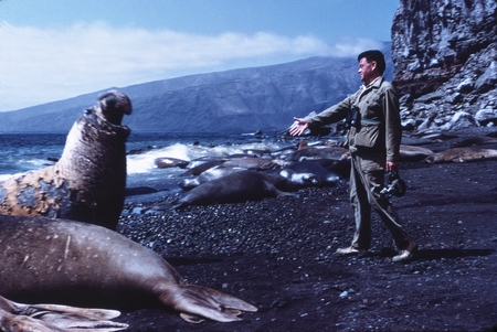 Carl L. Hubbs with  elephant seal (Mirounga), Guadalupe Island, Mexico