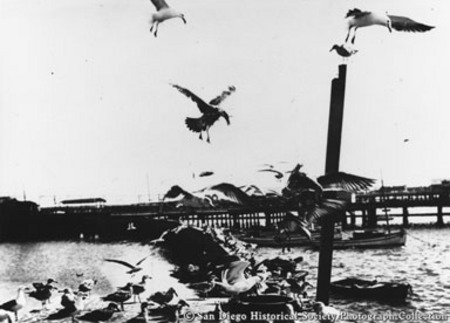 Sea gulls at sewer outfall, Jones Wharf, foot of G Street