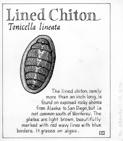 Lined chiton: Tonicella lineata (illustration from &quot;The Ocean World&quot;)