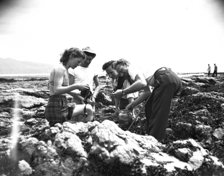 Collecting marine life on Duxbury Reef, Bolinas, Marin Co., California, 1950&#39;s