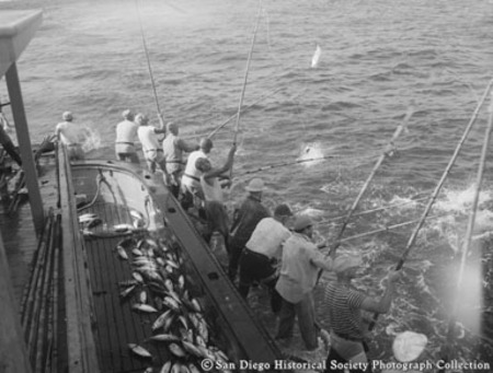 Tuna fishermen in metal rack pole fishing from side of boat