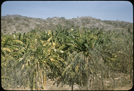 Banana grove about 12 miles south of Acaponeta junction